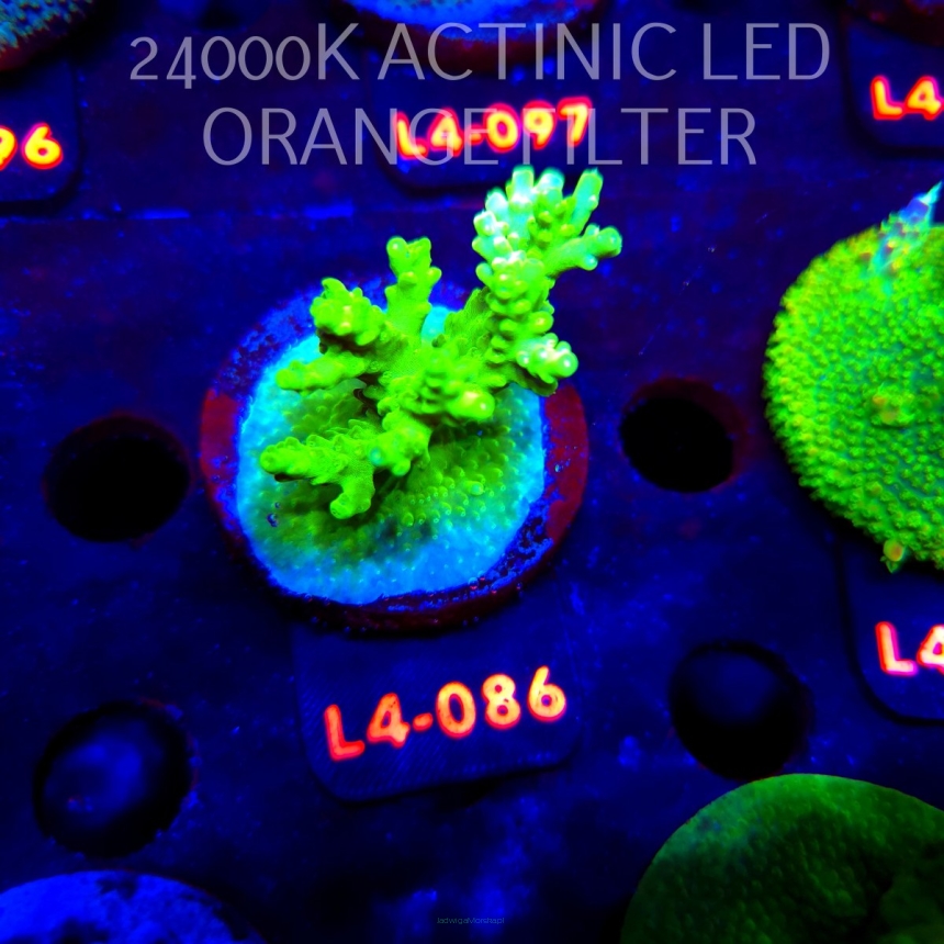 Acropora sp. PREMIUM AUSTRALIA (20.05.2026) L4-086  5cm