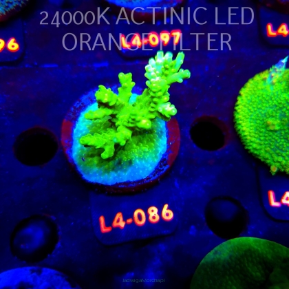 Acropora sp. PREMIUM AUSTRALIA (20.05.2026) L4-086  5cm