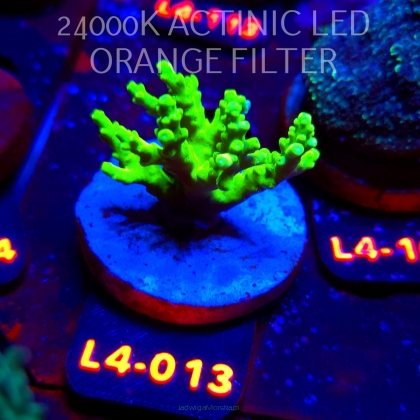 Acropora sp. PREMIUM AUSTRALIA  (07.01.2026) L4-013  4cm