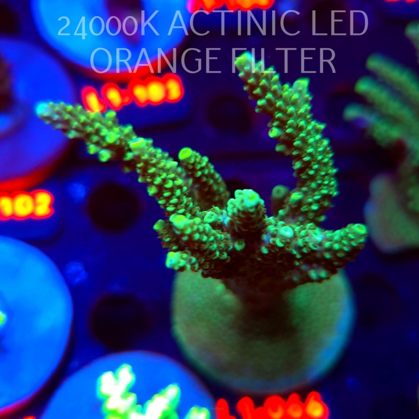 Acropora sp. PREMIUM AUSTRALIA  (03.08.2026) L1-066  10cm