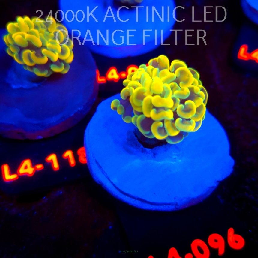 Euphyllia paraancora AUSSIE GOLD HAMMER (01.07.2026) L4-096