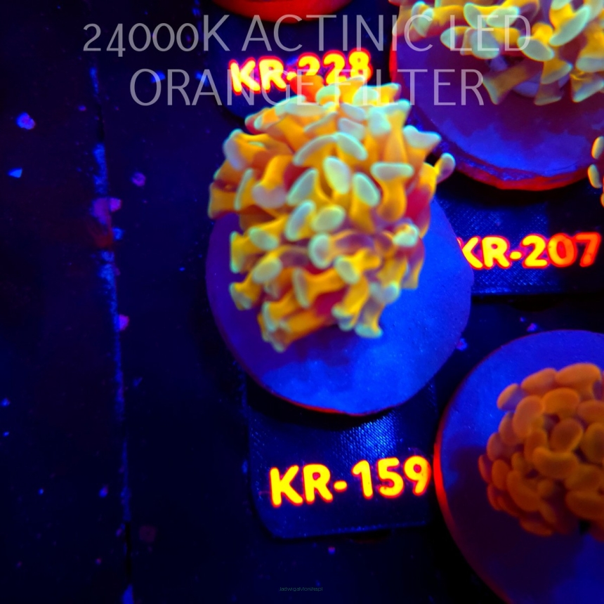 Euphyllia paraancora HOLY GRAIL HAMMER (04.04.2026) KR-159