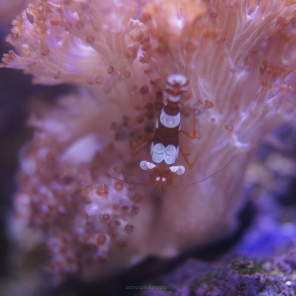 Thor amboinensis (Sexy Anemone Shrimp) 1-1.5cm