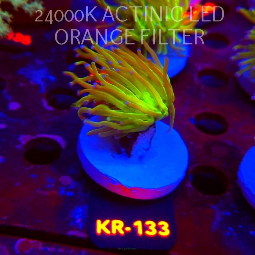 Euphyllia glabrescens TG TOXIC JOKER TORCH (01.09.2026) KR-133