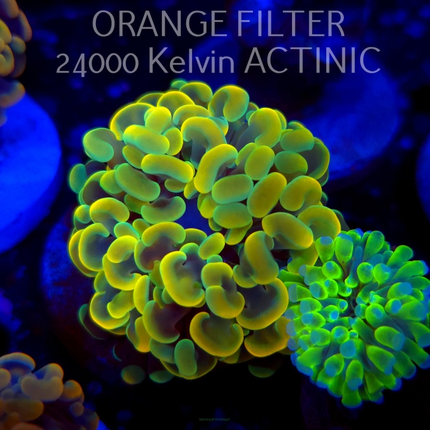 Euphyllia paraancora GOLD HOLOGRAM HAMMER (02.04.2025)