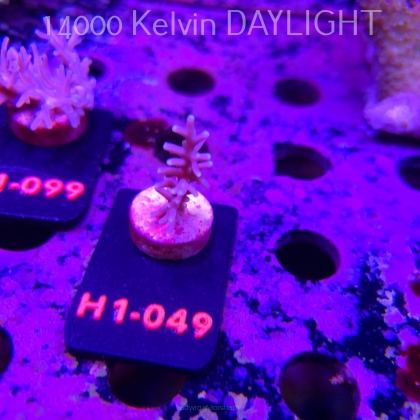 Acropora carduus (19.09.2026) H1-049  5cm