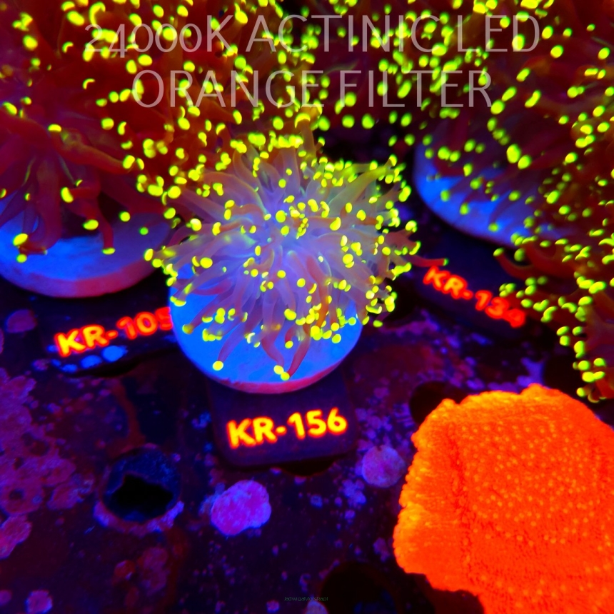 Euphyllia yaeyamaensis YELLOW (04.07.2026) KR-156