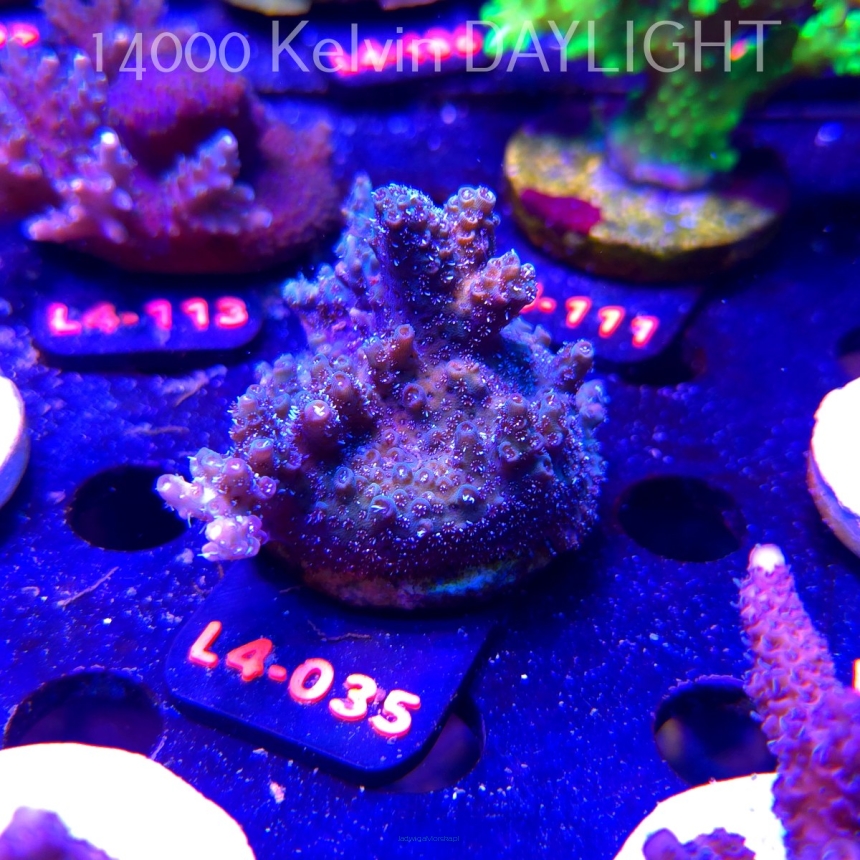 Acropora sp. PREMIUM AUSTRALIA (20.05.2026) L4-035  5cm