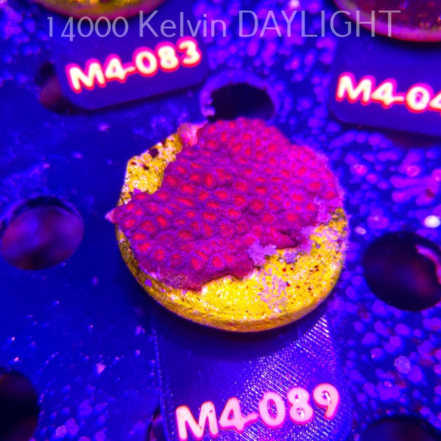 Cyphastrea JF BLOOD RED (12.04.2026) M4-089  5cm