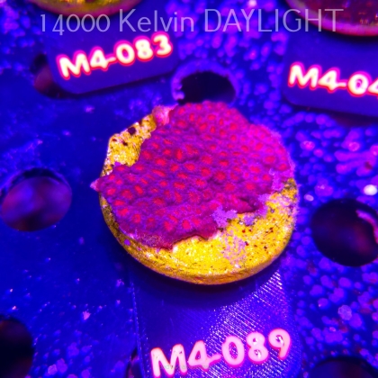 Cyphastrea JF BLOOD RED (12.04.2026) M4-089  5cm