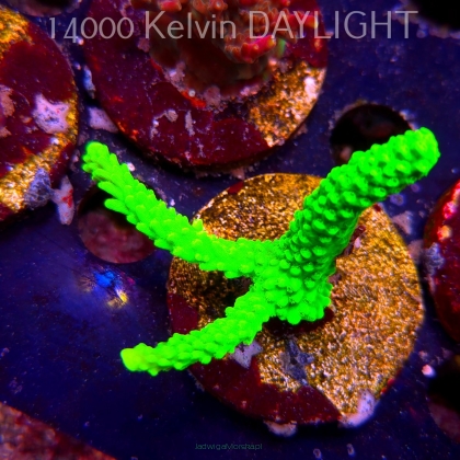 Acropora formosa TOXIC GREEN (08.04.2025) MM6-I-29  6cm