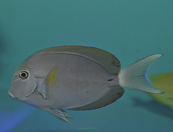 Acanthurus nigricauda  9cm