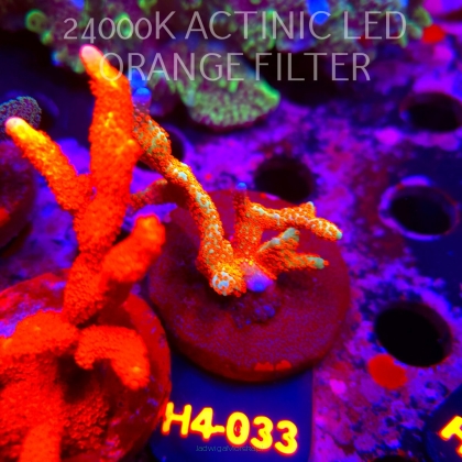 Montipora samarensis BUBBLEGUM (01.06.2026) H4-033  6cm