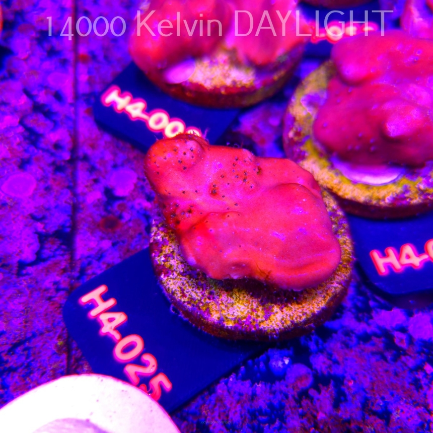 Blue Ridge Coral - Heliopora coerulea - Blue Fire Coral (01.06.2026) H4-025  5cm