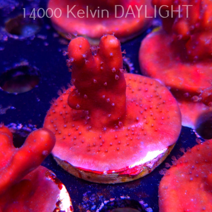 Blue Ridge Coral - Heliopora coerulea - Blue Fire Coral (06.05.2025)  5cm