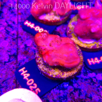 Blue Ridge Coral - Heliopora coerulea - Blue Fire Coral (01.06.2026) H4-025  5cm
