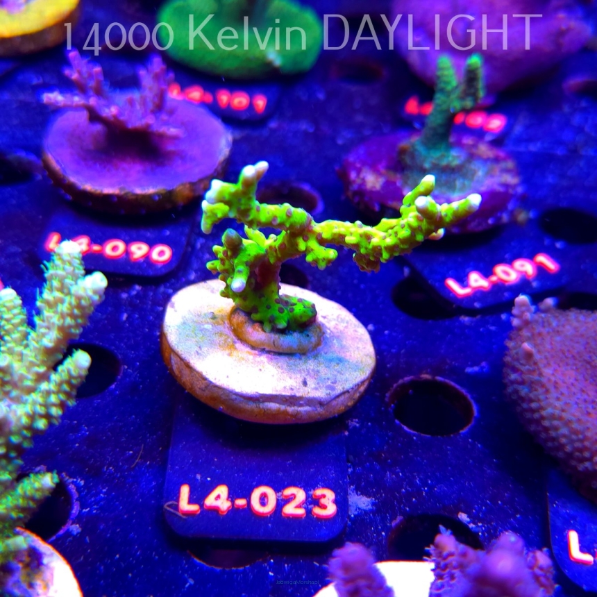 Anacropora WWC SLIMEBALL (20.05.2026) L4-023  6cm