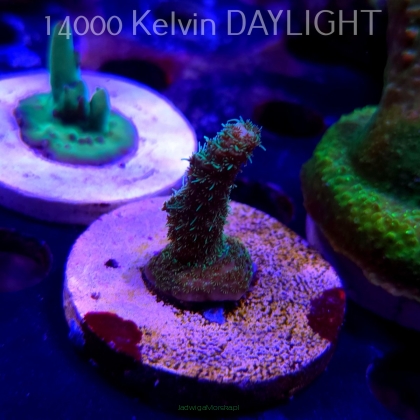 Acropora MILLEPORA LONG POLYP (21.06.2025) L4-II-15  3cm