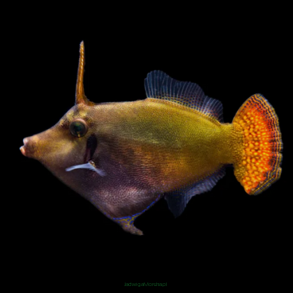 Pervagor melanocephalus red 7-9cm