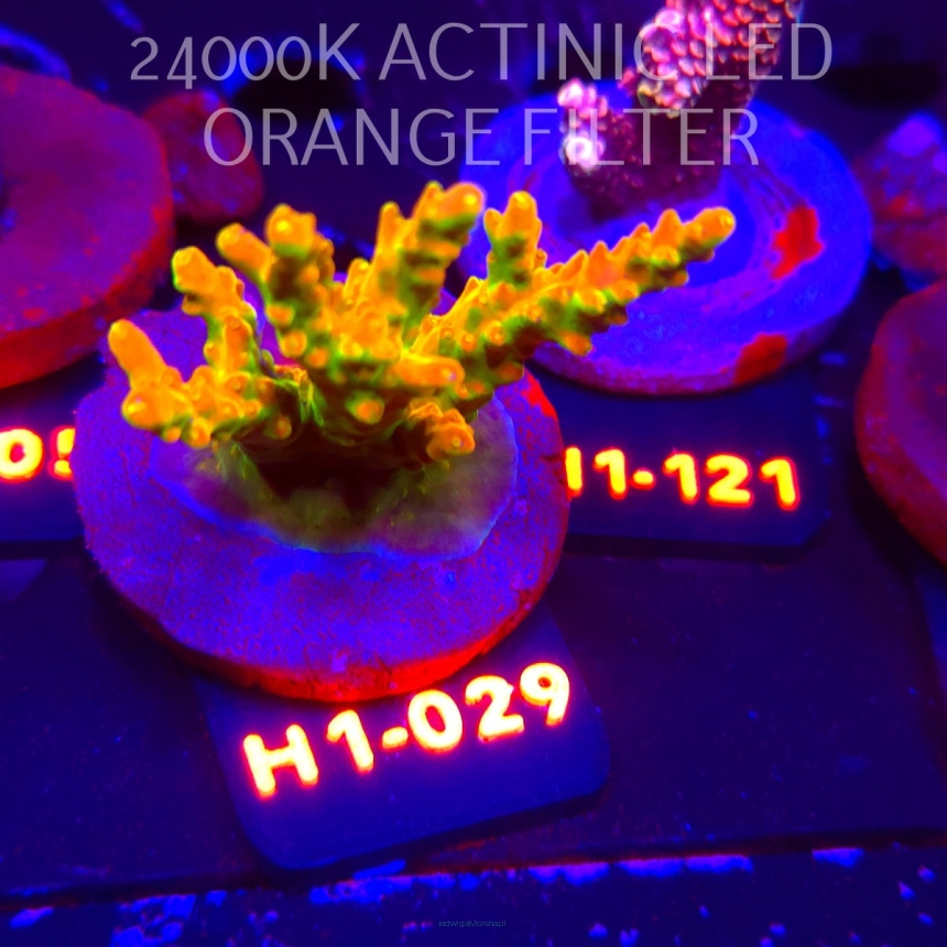 Acropora loripes GOLDEN JAWDROPPER (01.02.2026) H1-029  6cm