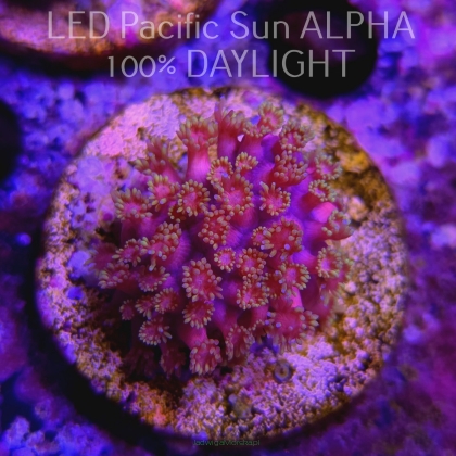 Goniopora sp AUSTRALIA ULTRA PINK+YELLOW+WHITE UNIQUE (09.06.2024) MM1-I-6