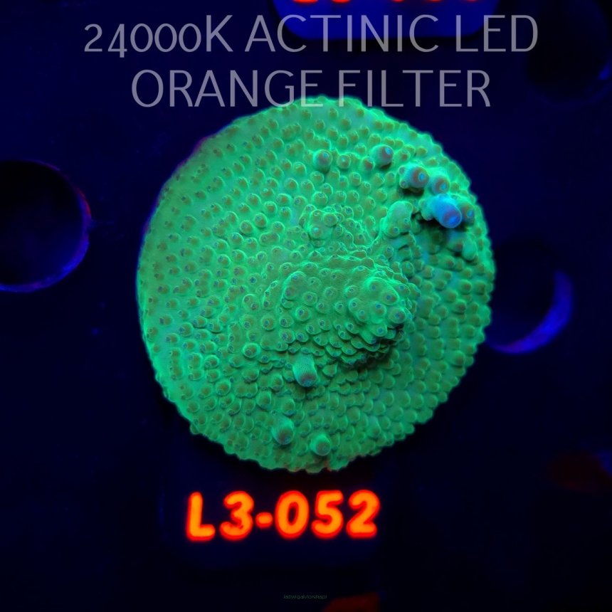 Acropora sp. PREMIUM AUSTRALIA (09.05.2026) L3-052  5cm