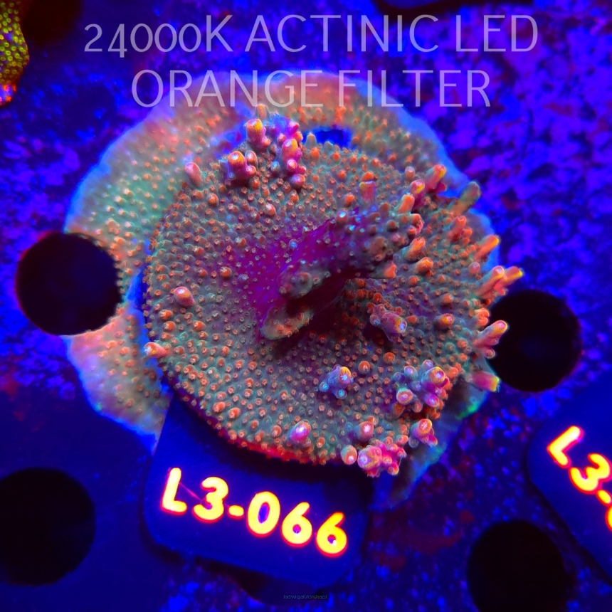 Acropora JMC RAINBOW PRINCESS Signature Frag (04.01.2026) L3-066  5cm