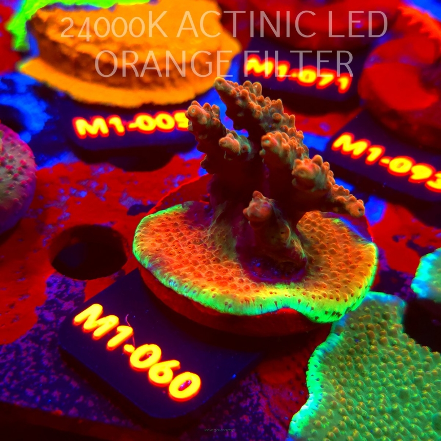 Acropora JMC SPECIAL (12.06.2026) M1-060  6cm