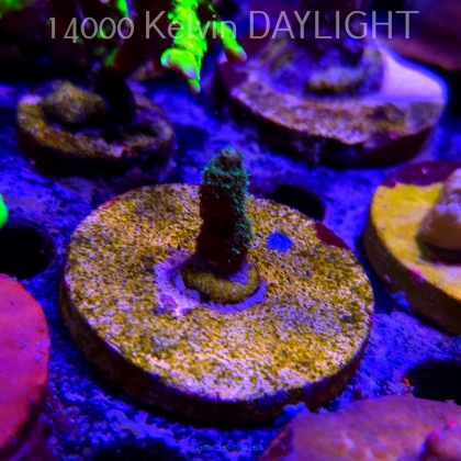 Acropora sp. AUSTRALIA  (21.06.2025) L4-II-20  2cm