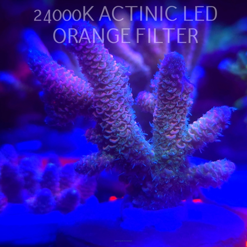 Acropora MILLEPORA RAINBOW (16.10.2025) H1-020  6cm