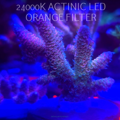 Acropora MILLEPORA RAINBOW (16.10.2025) H1-020  6cm