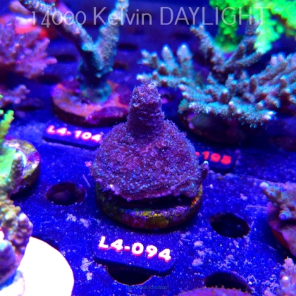 Acropora sp. PREMIUM AUSTRALIA (20.05.2026) L4-094  5cm