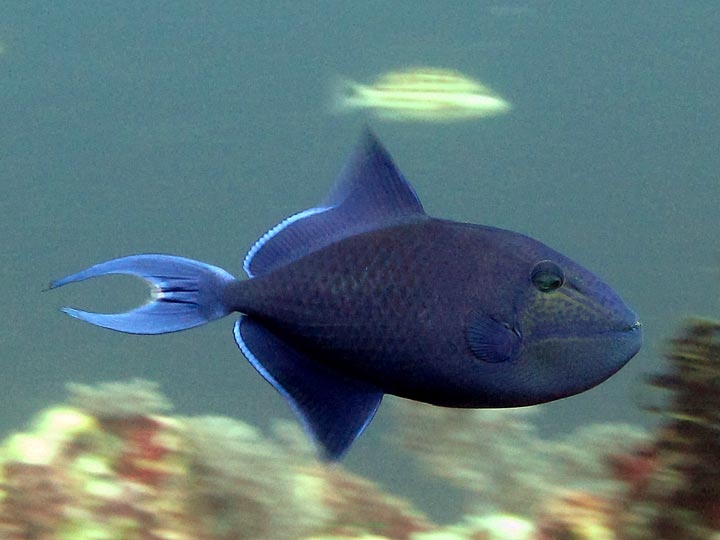 Odonus niger (Rogatnica czerwonozęba) 11-12 cm (REEF SAFE)