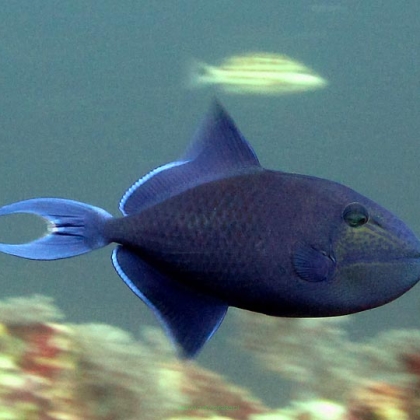 Odonus niger (Rogatnica czerwonozęba) 11-12 cm (REEF SAFE)