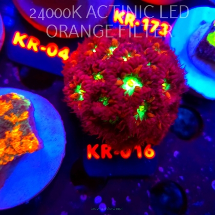 Blastomussa merletti (01.06.2026) KR-016