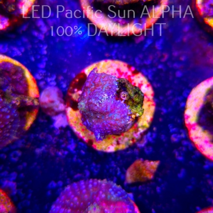 Rhodactis WWC LEMON HAZE (23.01.2025)
