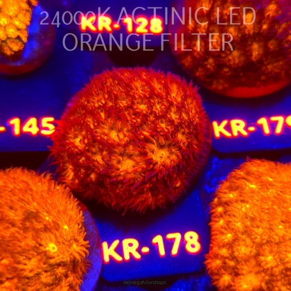 Leptastrea pruinosa JOHN DEERE (14.01.2026) KR-178  5cm