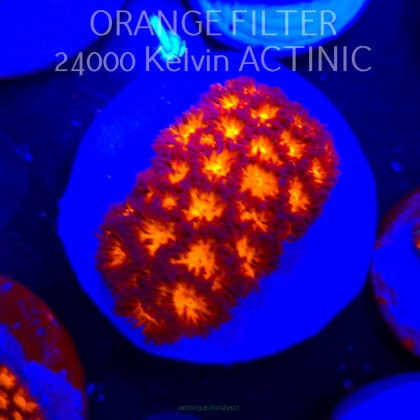 Leptastrea pruinosa JOHN DEERE (06.10.2025)  4cm