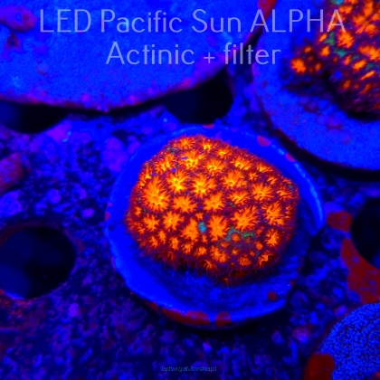 Leptastrea pruinosa ORANGE (22.01.2025)  4cm