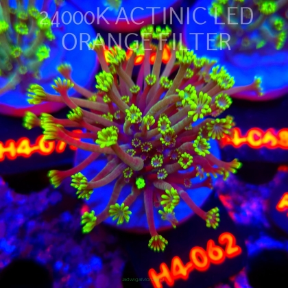 Alveopora spongiosa BRIGHT GREEN (02.06.2026) H4-062  4cm