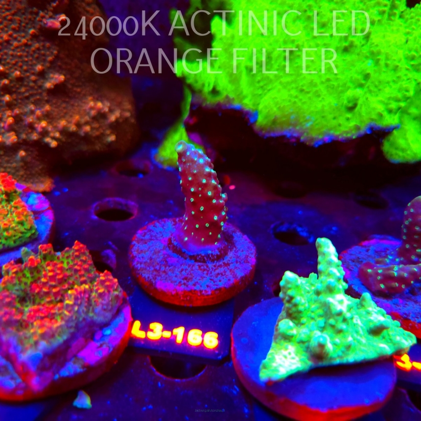 Acropora humilis DARK MOON (11.09.2026) L3-166  4cm
