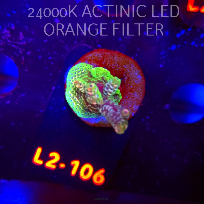 Acropora sp. AUSTRALIA (19.03.2026) L2-106  3cm