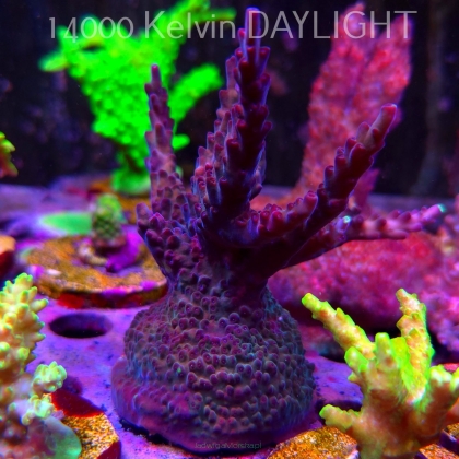Acropora sp. AUSTRALIA (24.05.2025) L2-III-18  11cm