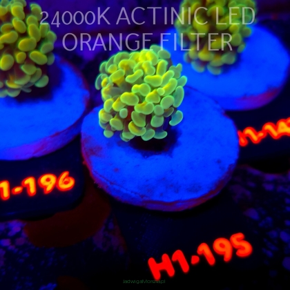 Euphyllia paraancora AUSSIE GREEN HOLOGRAM HAMMER (01.07.2026) H1-195
