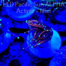 Euphyllia glabrescens Aussie GOLD 24K TORCH (02.10.2022)