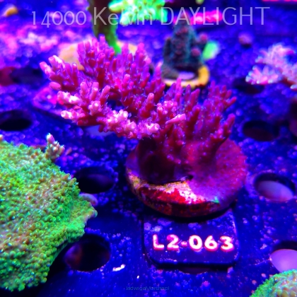 Acropora microclados CHEMICAL ROMANCE (18.03.2026) L2-063  9cm