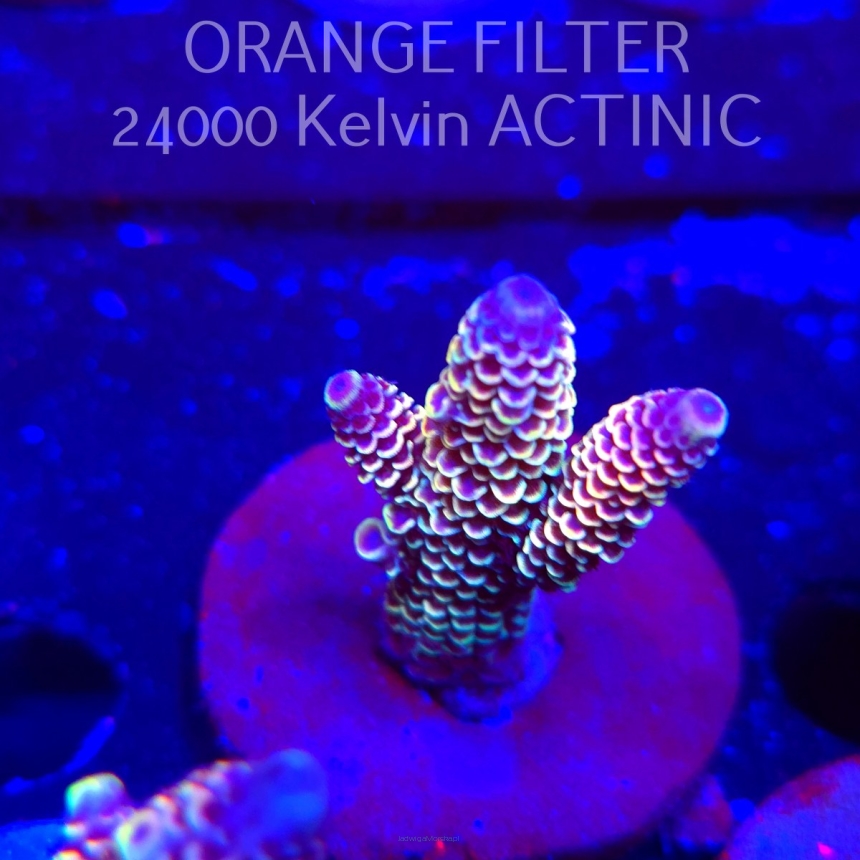 Acropora spathulata JMC DRAGON SCALES (04.10.2025)  5cm