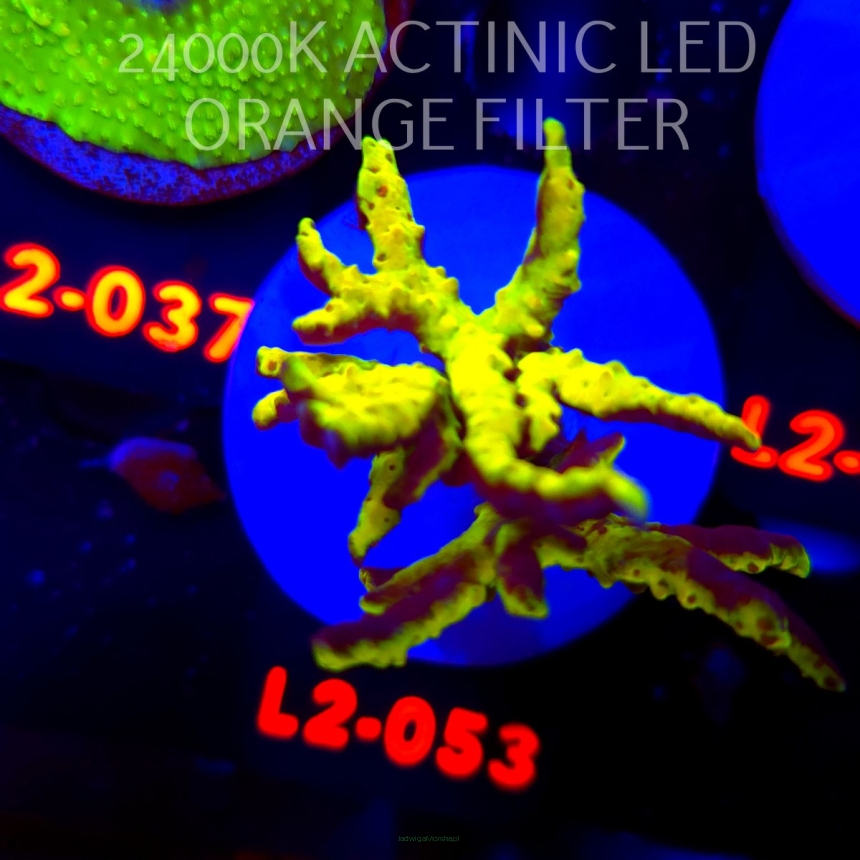 Anacropora WWC SLIMEBALL (19.03.2026) L2-053  7cm