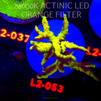 Anacropora WWC SLIMEBALL (19.03.2026) L2-053  7cm