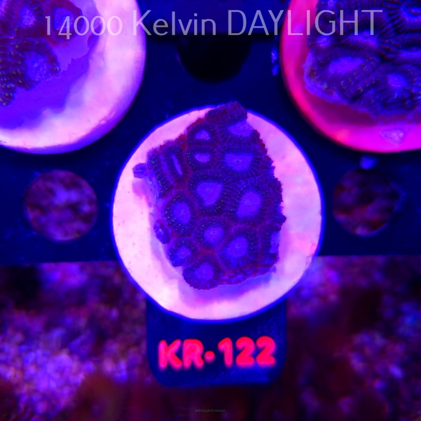 Favia WWC SPACE MONKEY (20.04.2026) KR-122  4cm